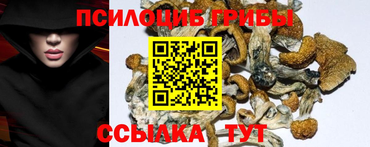 Псилоцибиновые грибы Cubensis Зима